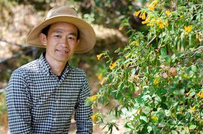 Image of Tadashi “Tad” Fukami pictured with sticky monkey flowers at Jasper Ridge Biological Preserve. 