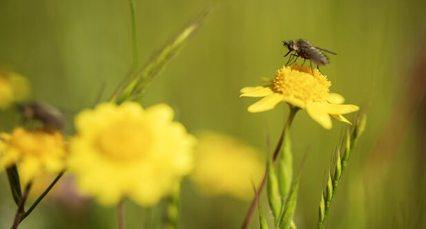 A bee perches atop a yellow wild flower.