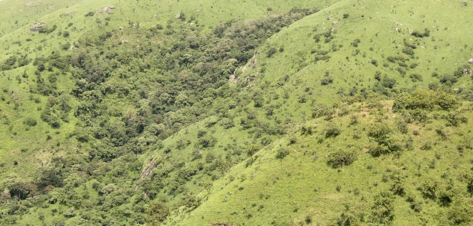 mosaic scrub savanna woodland on the highlands of Chappal Hendu in Gashaka Gumti-National Park in West Africa.