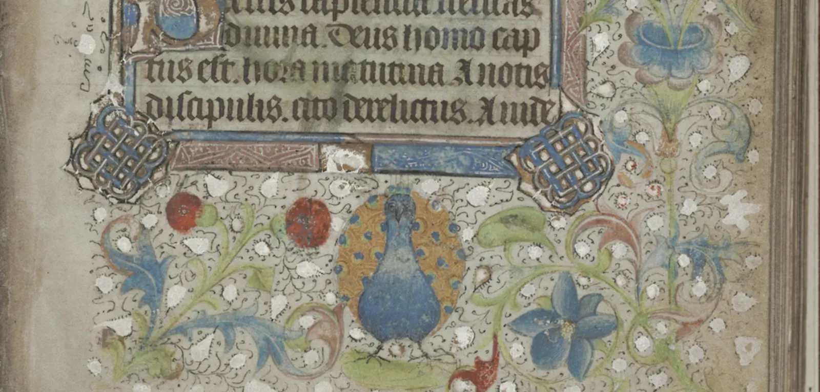 Image of an illustrated manuscript page from a Book of Hours showing a peacock