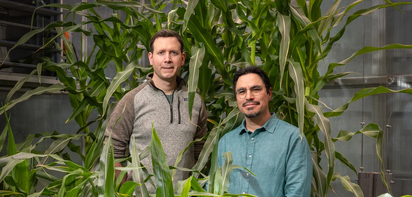 Researchers Johannes Scharwies and José Dinneny stand in front of corn plants grown to study root responses to moisture at the Stanford Greenhouse Facility.