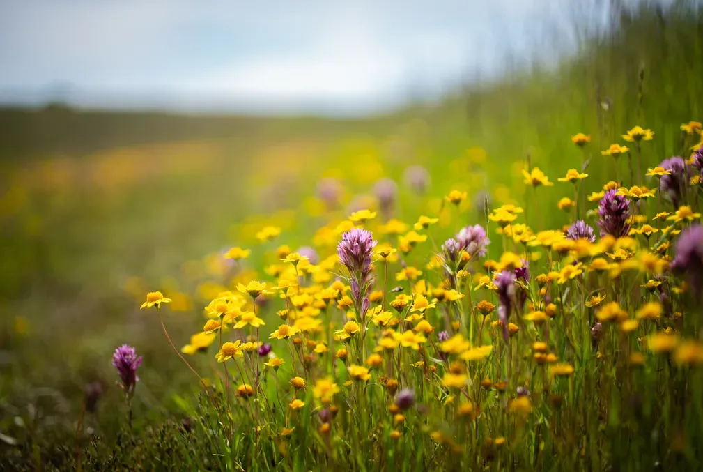 Yellow and purple wildflower bloom amid tall grass on a slope.