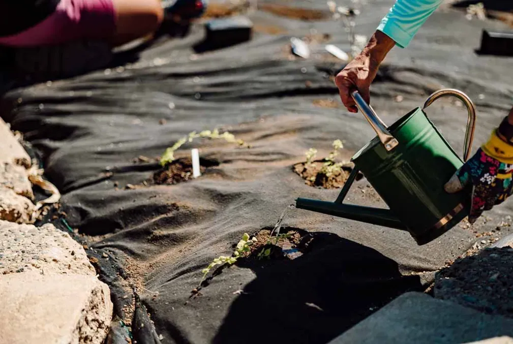 Image of Muwekma garden plants and a person watering the seedlings with a watering can