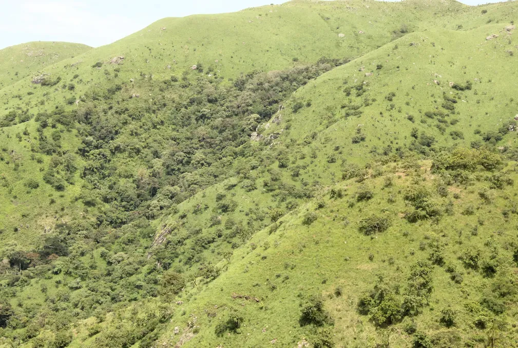 Mosaic scrub savanna woodland on the highlands of Chappal Hendu in Gashaka Gumti-National Park in West Africa.